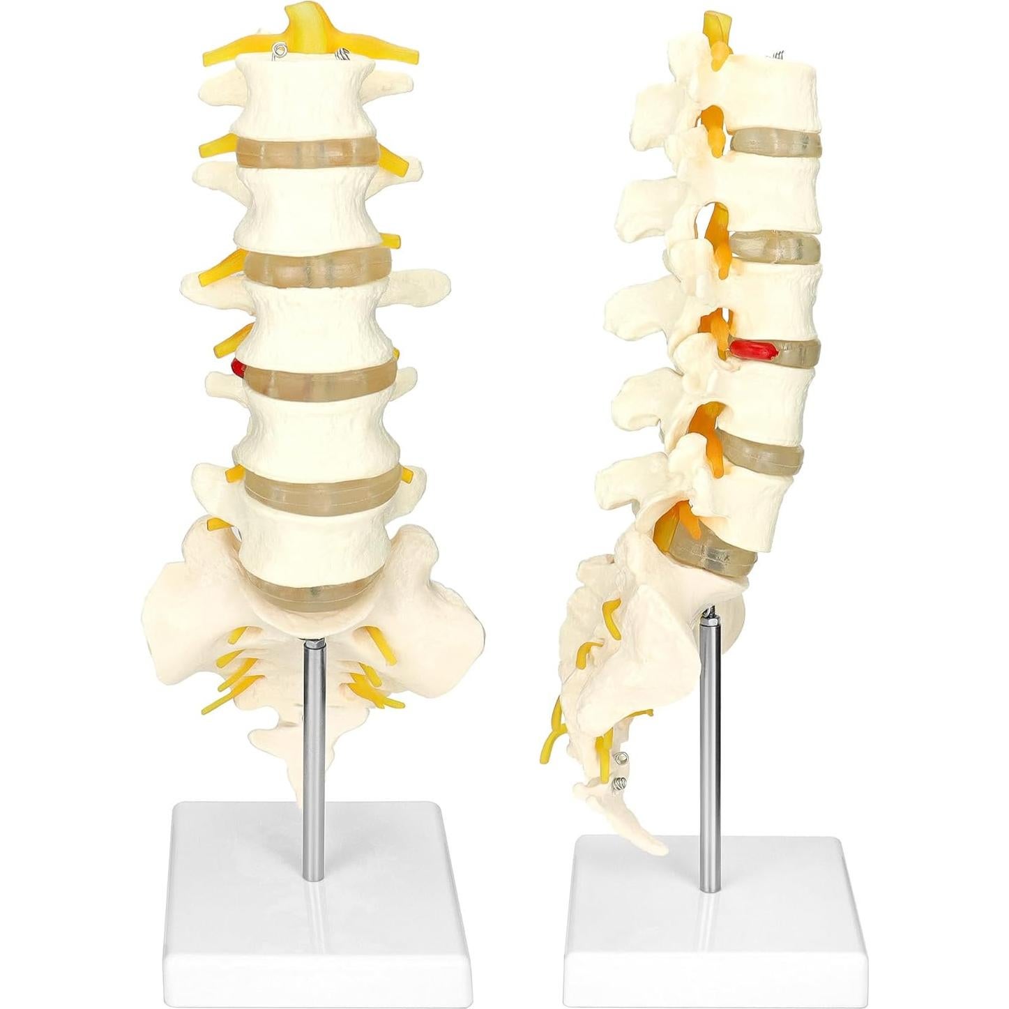 Modelo Columna Vertebral Humana 5 Vértebras Lumbar QWORK