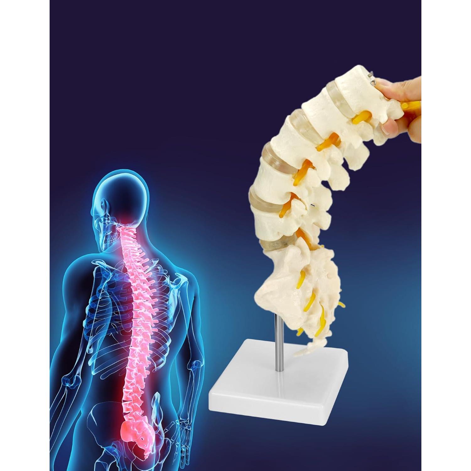 Modelo Columna Vertebral Humana 5 Vértebras Lumbar QWORK