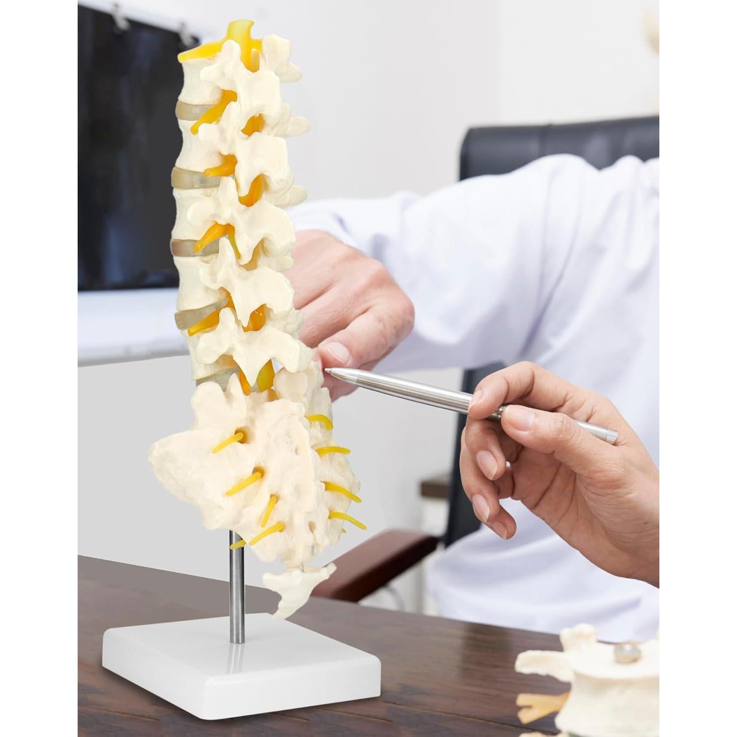 Modelo Columna Vertebral Humana 5 Vértebras Lumbar QWORK