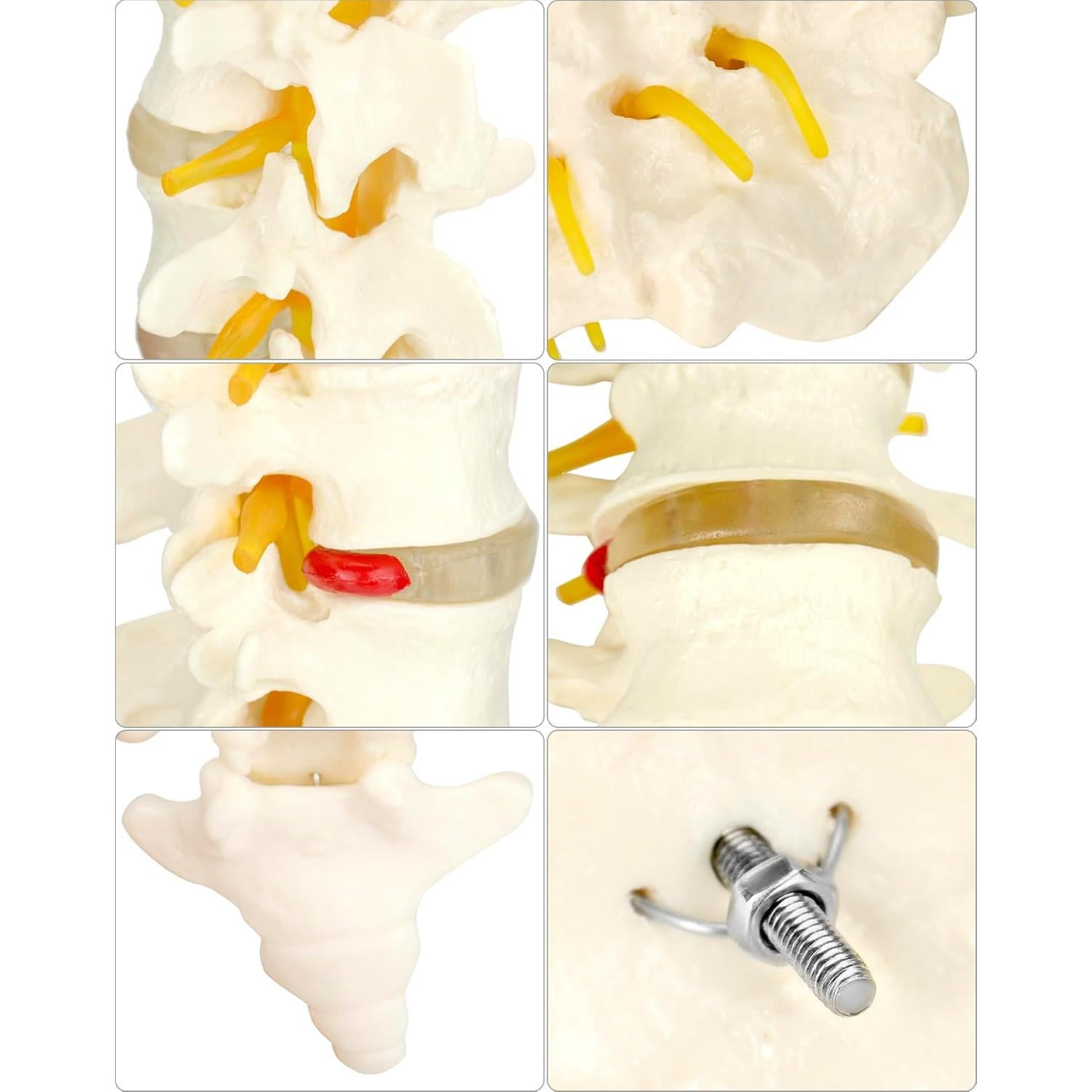 Modelo Columna Vertebral Humana 5 Vértebras Lumbar QWORK