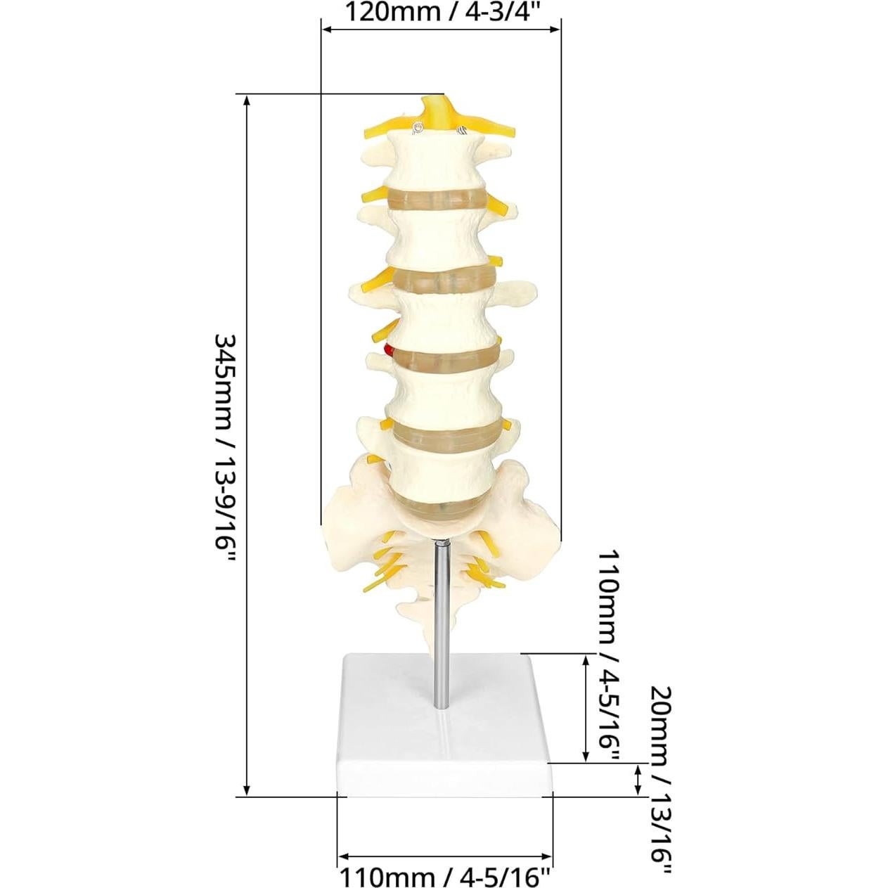 Modelo Columna Vertebral Humana 5 Vértebras Lumbar QWORK
