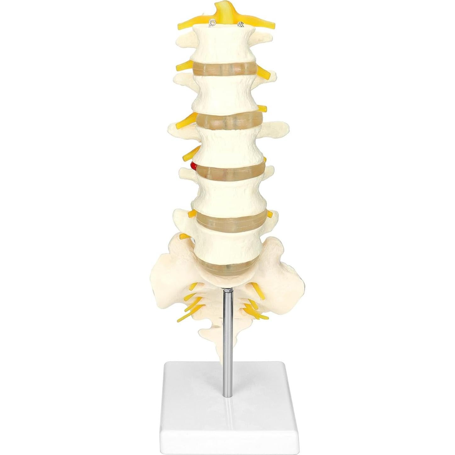 Modelo Columna Vertebral Humana 5 Vértebras Lumbar QWORK