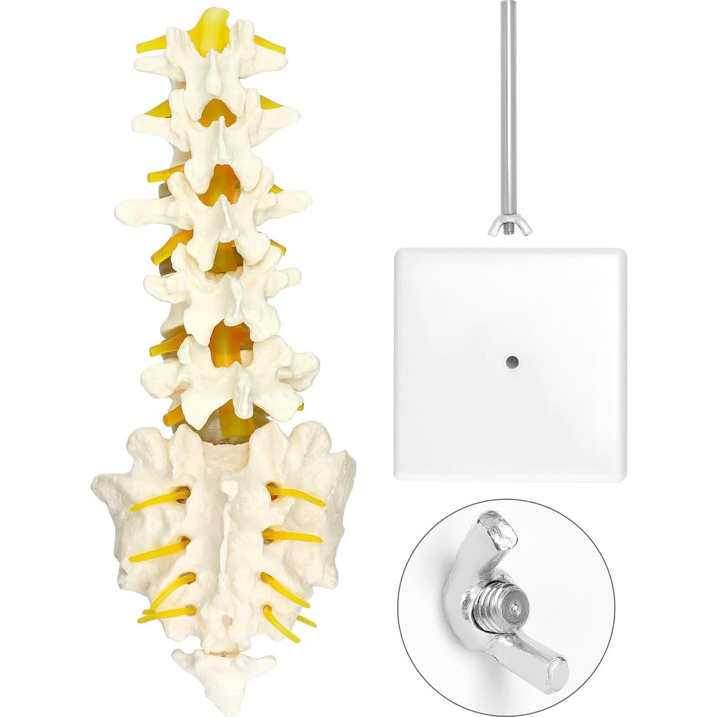 Modelo Columna Vertebral Humana 5 Vértebras Lumbar QWORK