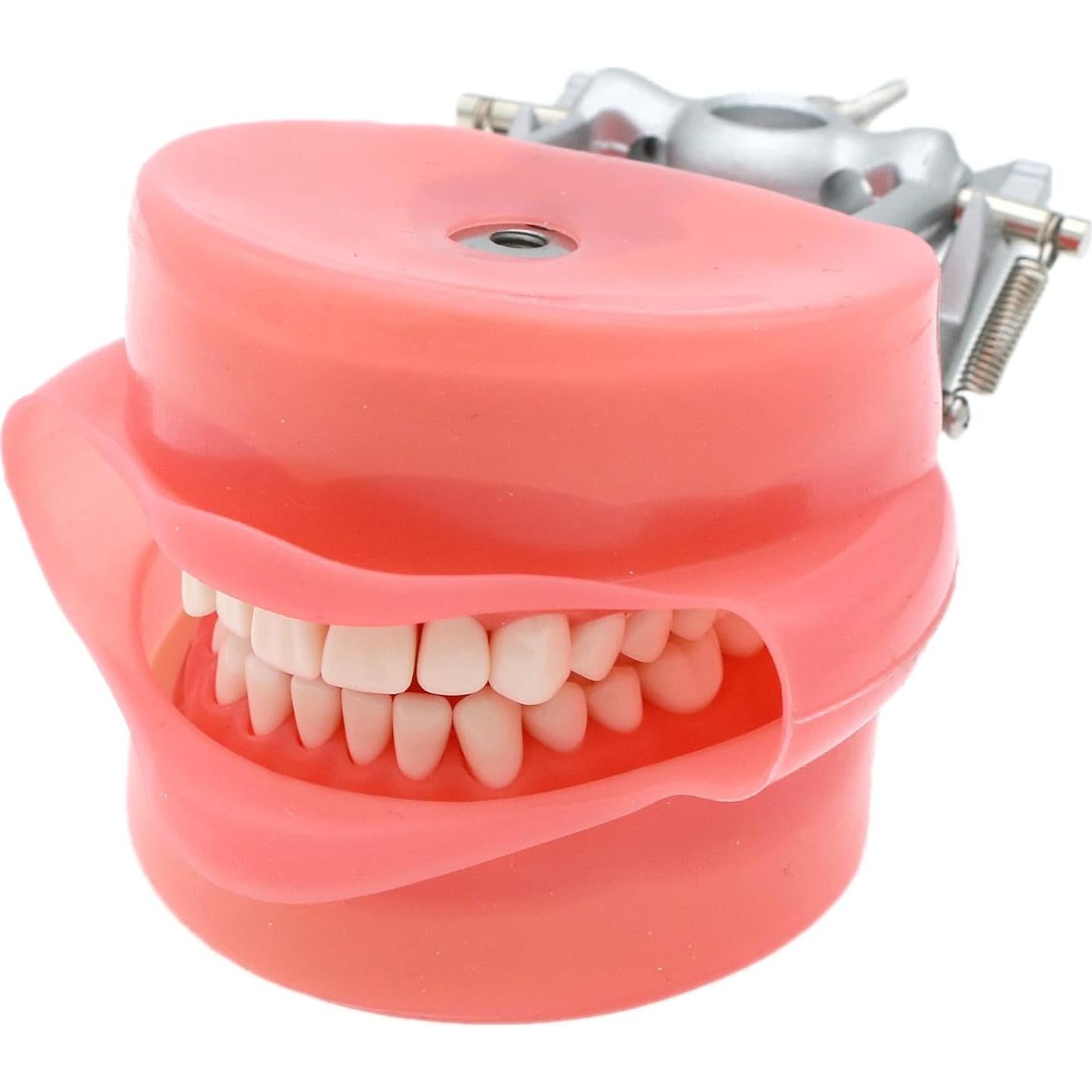 Typodont Dental Septan con 32 Dientes Removibles y Mejilla