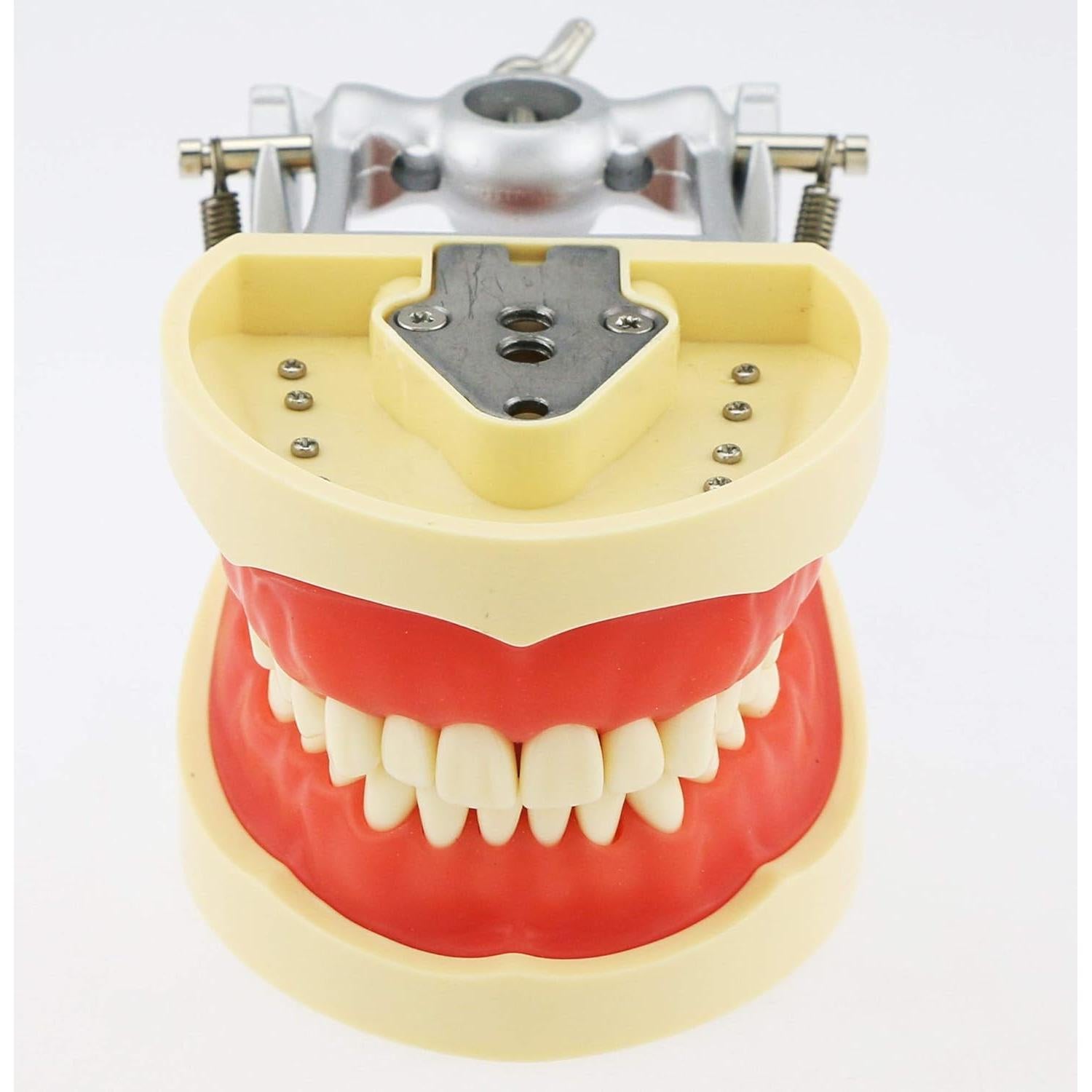 Typodont Dental Septan con 32 Dientes Removibles y Mejilla