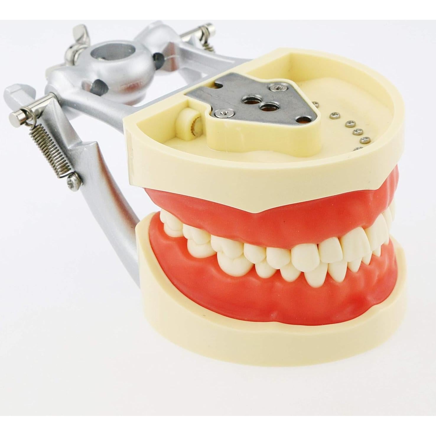 Typodont Dental Septan con 32 Dientes Removibles y Mejilla