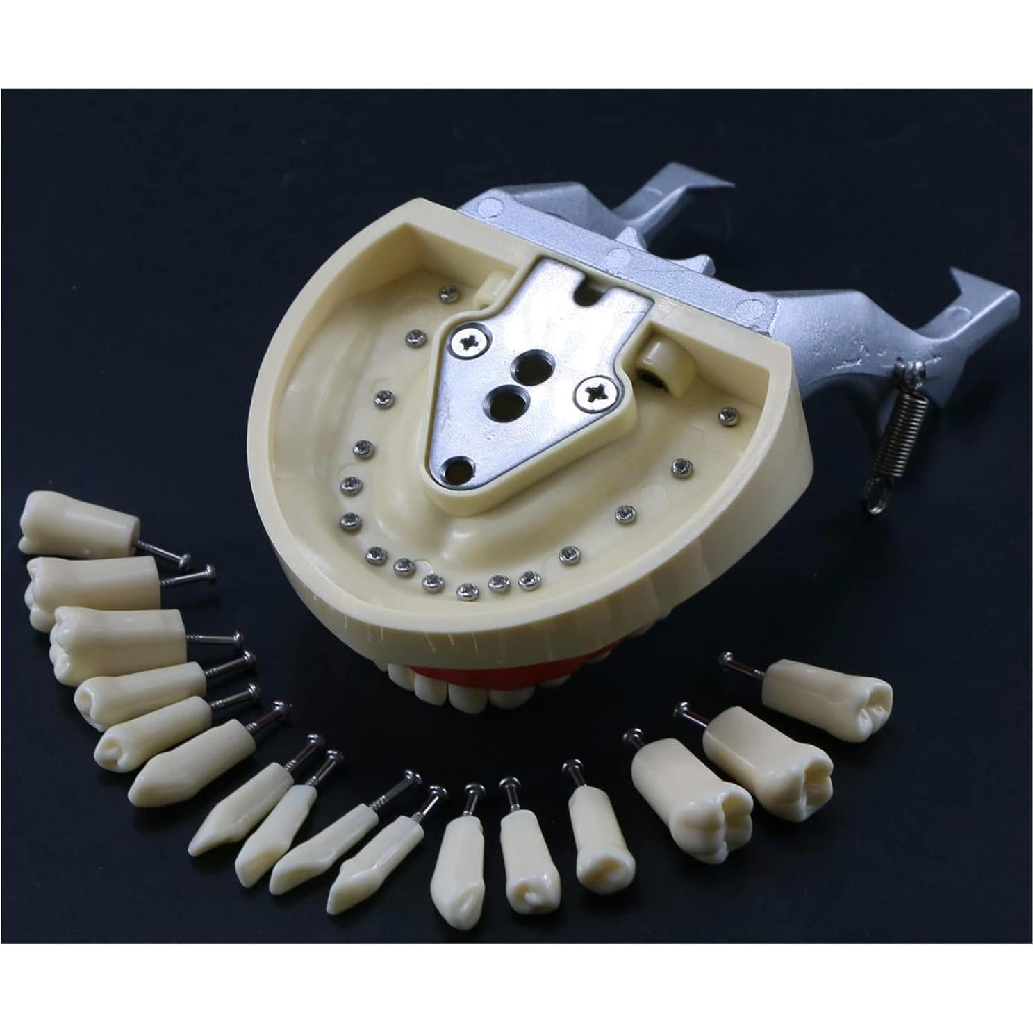 Typodont Dental Septan con 32 Dientes Removibles y Mejilla