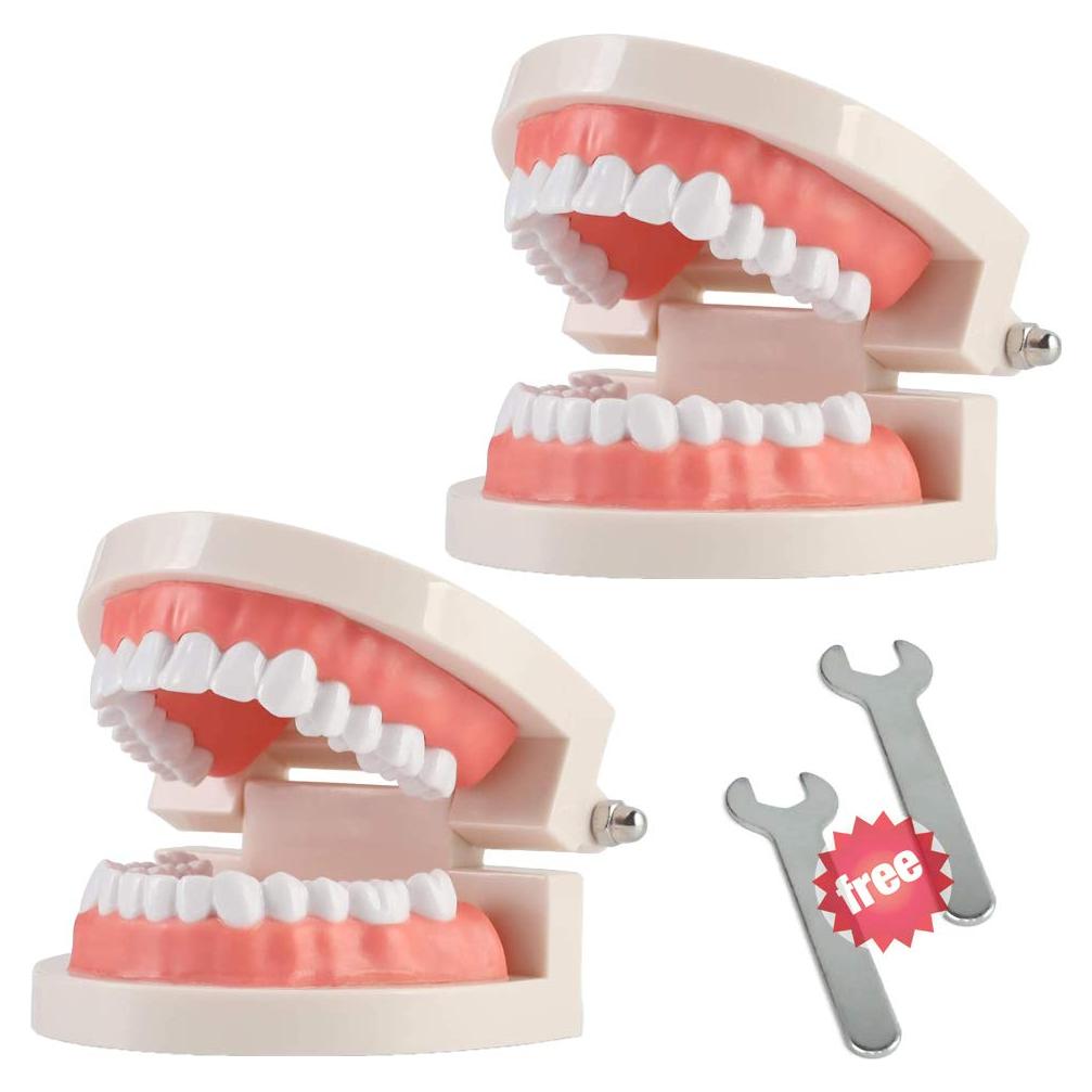 Paquete de 2 Modelos Dentales Typodont Adulto THINKPRICE