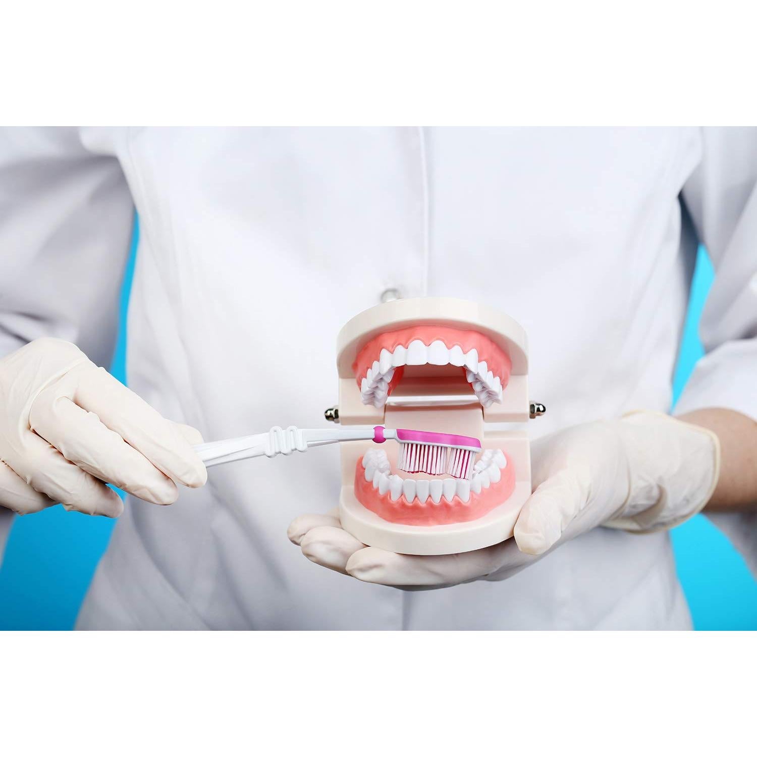 Paquete de 2 Modelos Dentales Typodont Adulto THINKPRICE