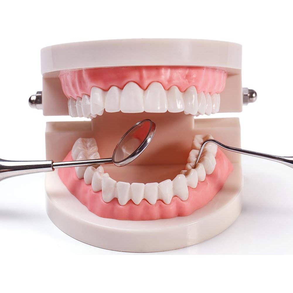 Paquete de 2 Modelos Dentales Typodont Adulto THINKPRICE