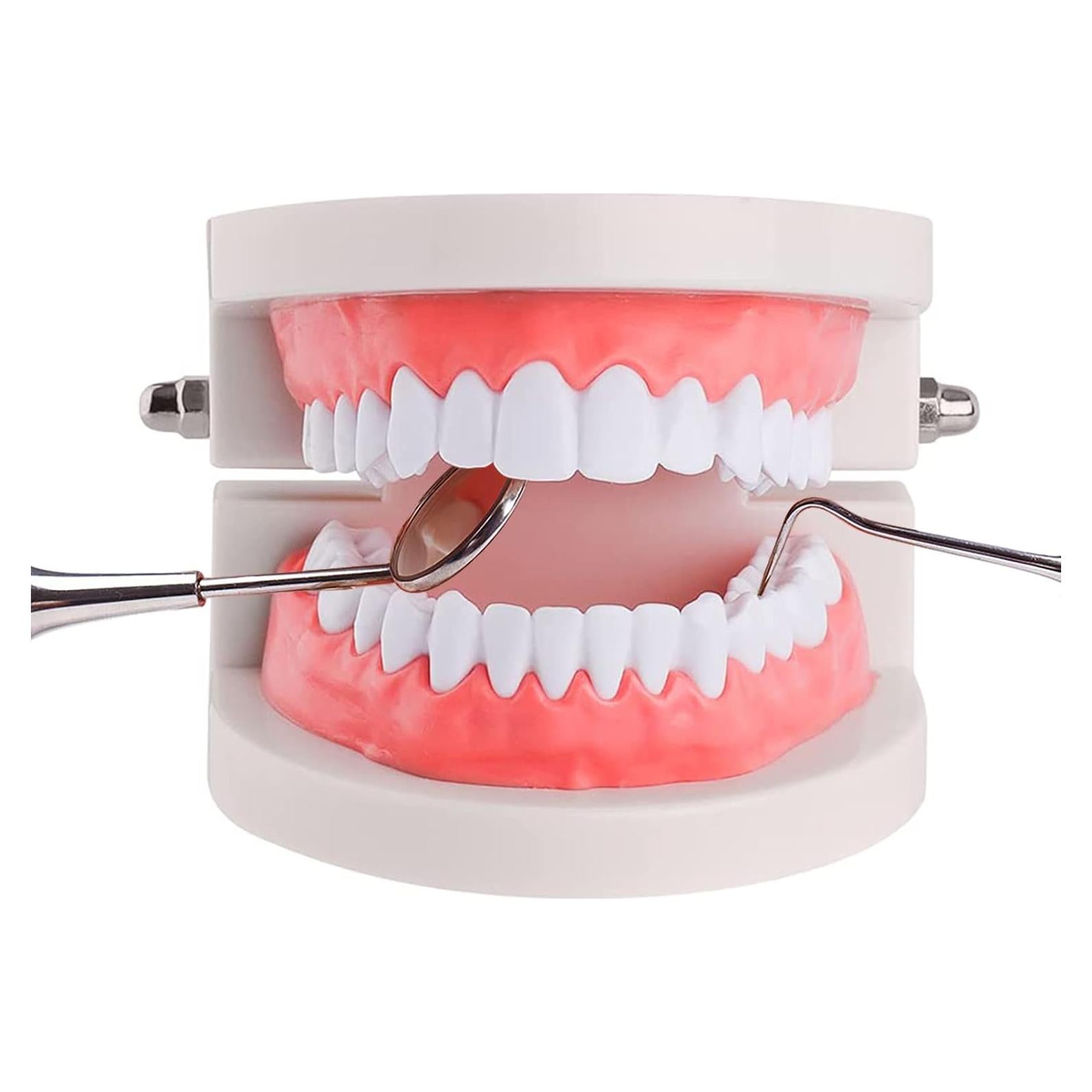 Modelo de Dientes Estándar YOUYA DENTAL para Enseñanza