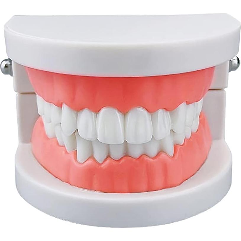 Modelo de Dientes Estándar YOUYA DENTAL para Enseñanza