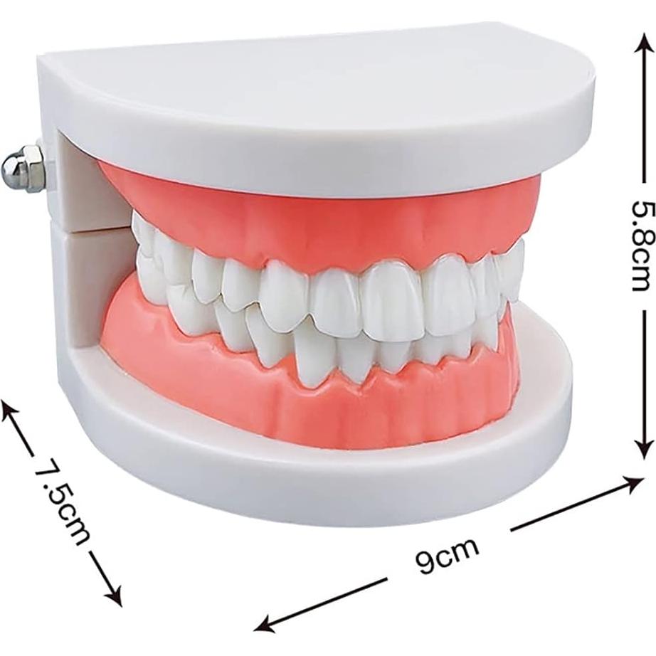 Modelo de Dientes Estándar YOUYA DENTAL para Enseñanza