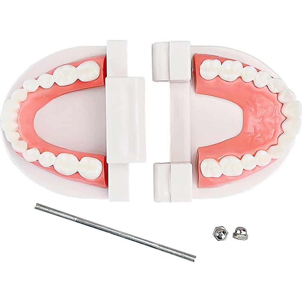 Modelo de Dientes Estándar YOUYA DENTAL para Enseñanza