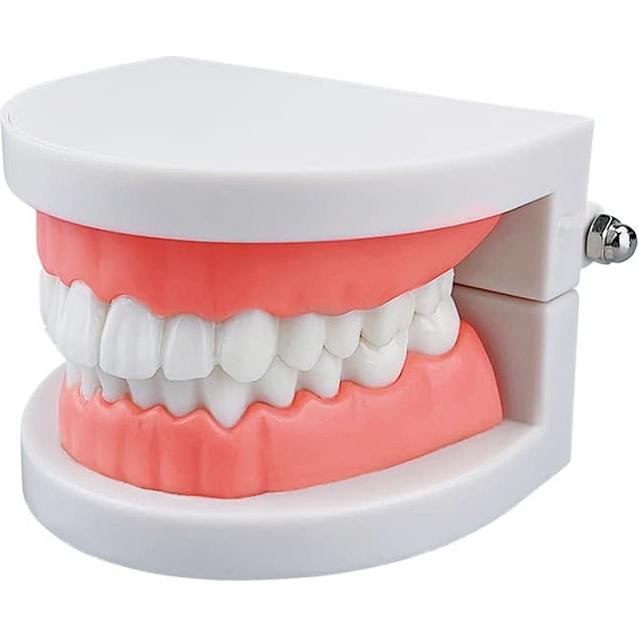 Modelo de Dientes Estándar YOUYA DENTAL para Enseñanza