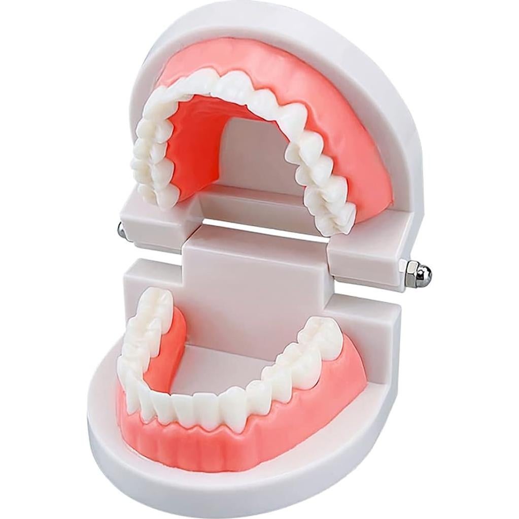 Modelo de Dientes Estándar YOUYA DENTAL para Enseñanza