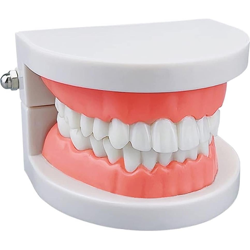 Modelo de Dientes Estándar YOUYA DENTAL para Enseñanza