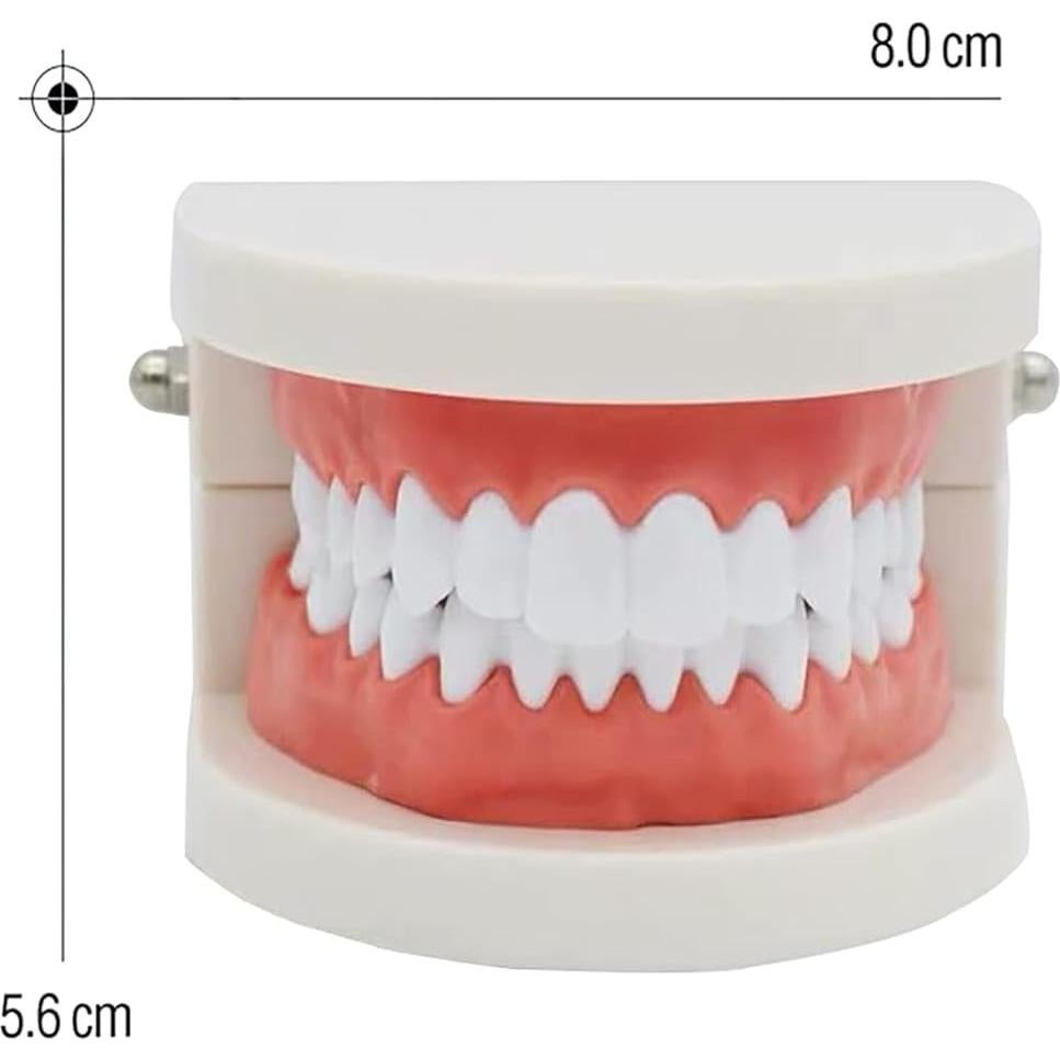 Modelo de Dientes Estándar YOUYA DENTAL para Enseñanza