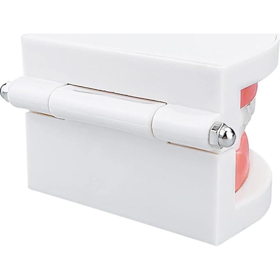 Modelo de Dientes Estándar YOUYA DENTAL para Enseñanza