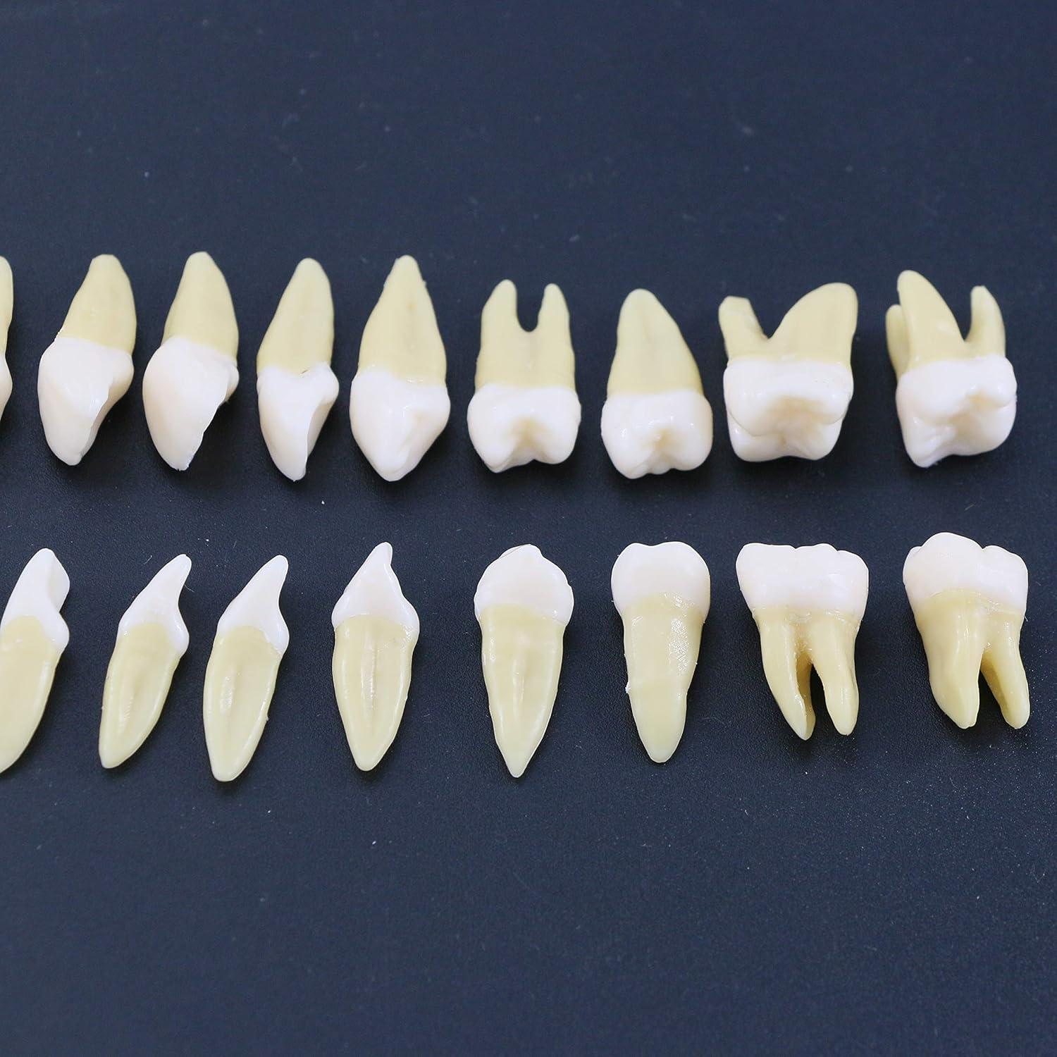 Modelo Dental Completo 28 Dientes Artificiales Xingxing