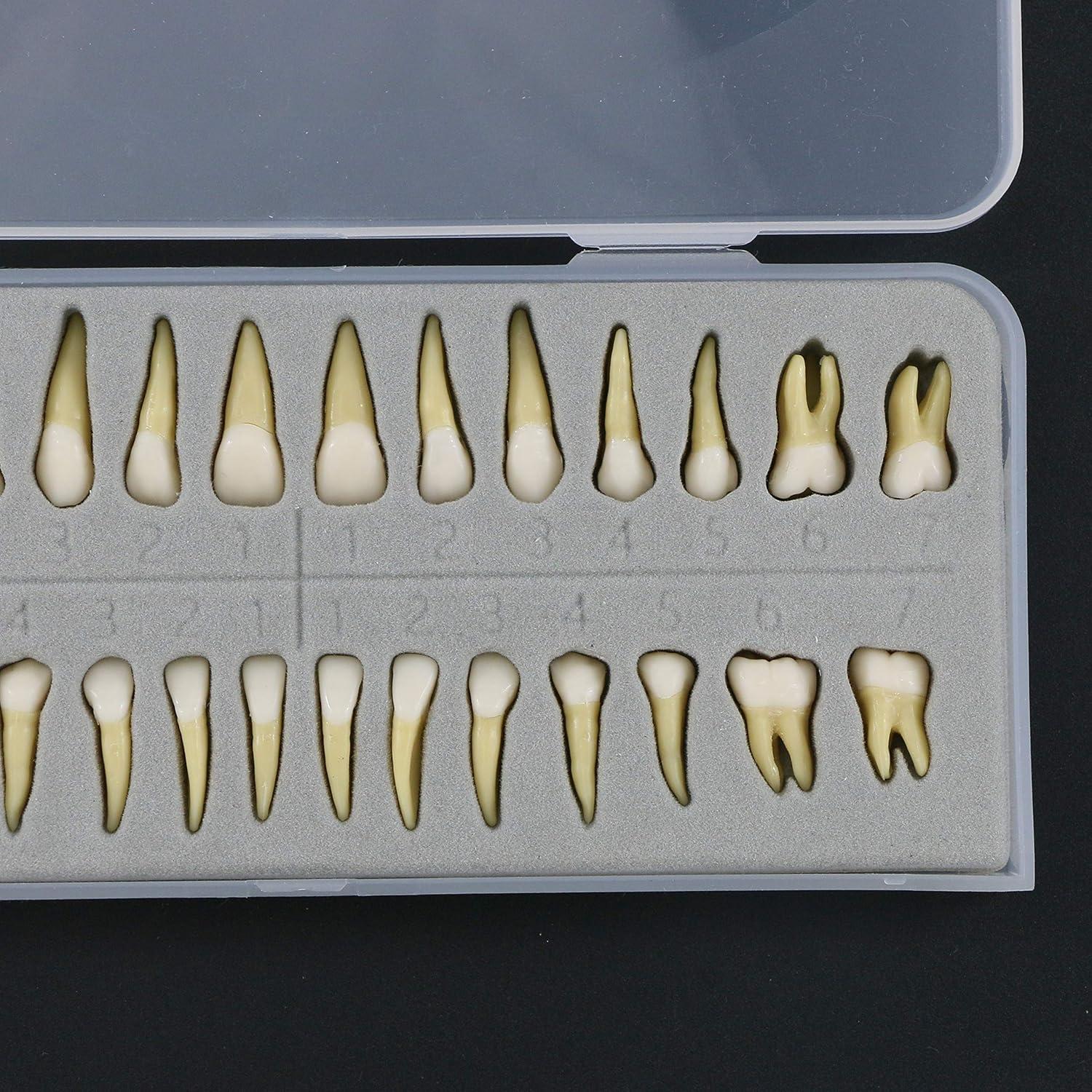 Modelo Dental Completo 28 Dientes Artificiales Xingxing