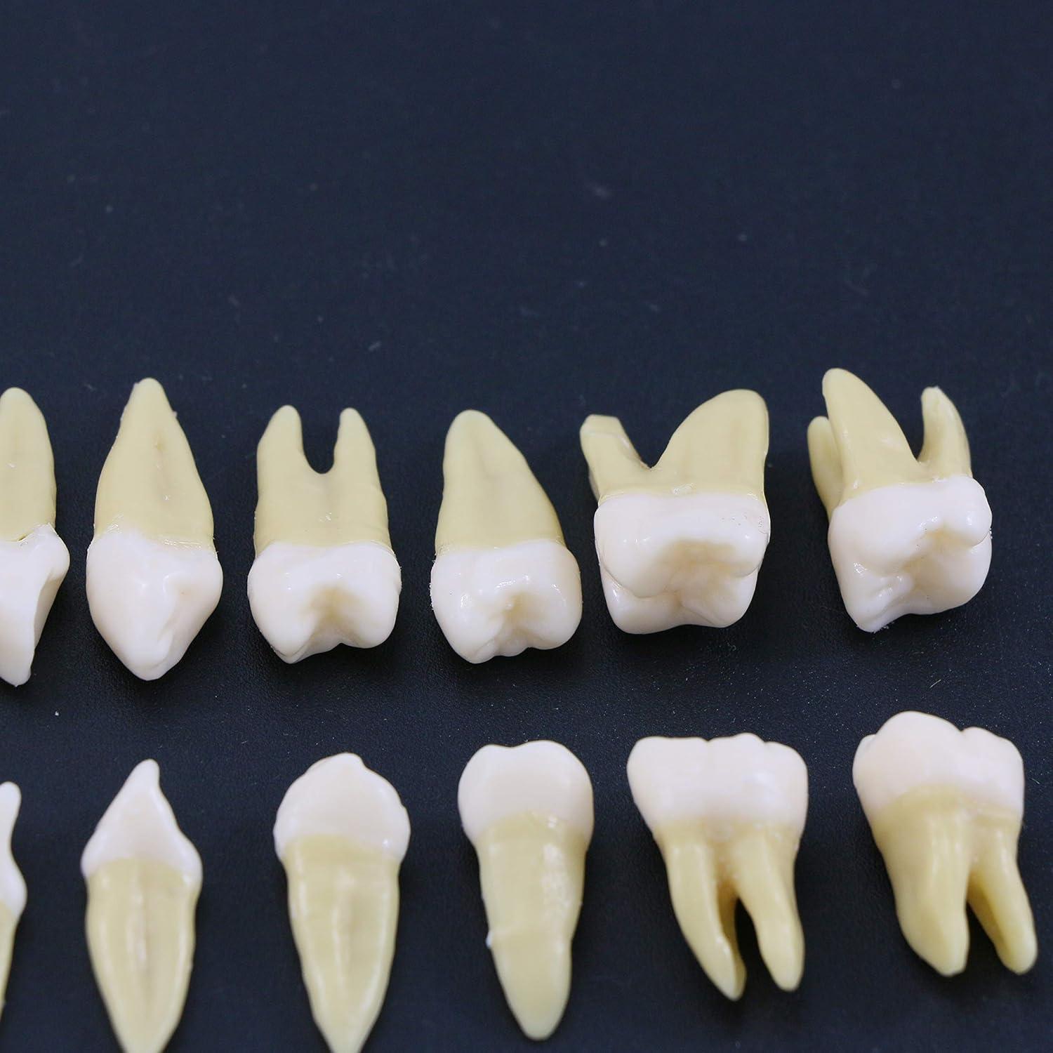 Modelo Dental Completo 28 Dientes Artificiales Xingxing