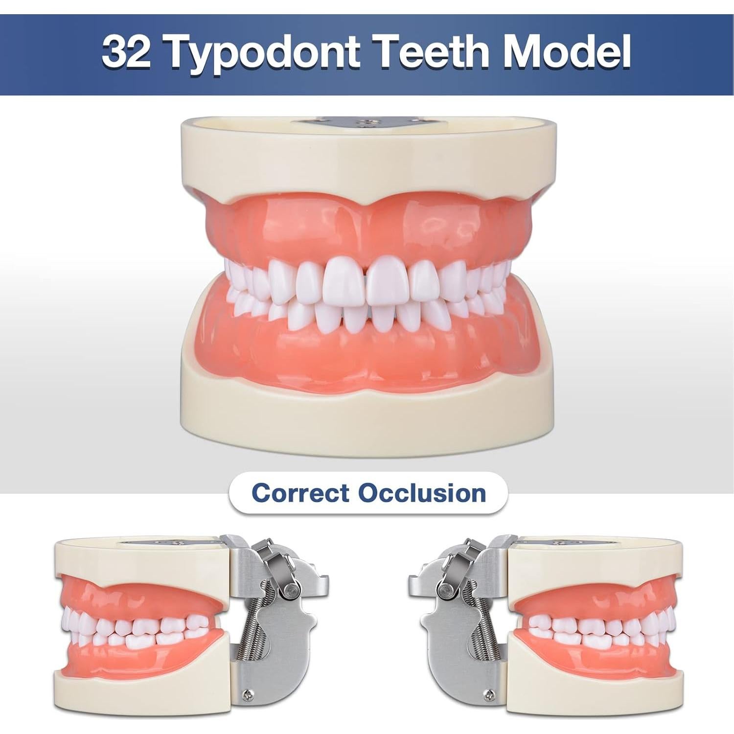 Typodont Dental Ultrassist 32 Dientes Desmontables para Estudiantes