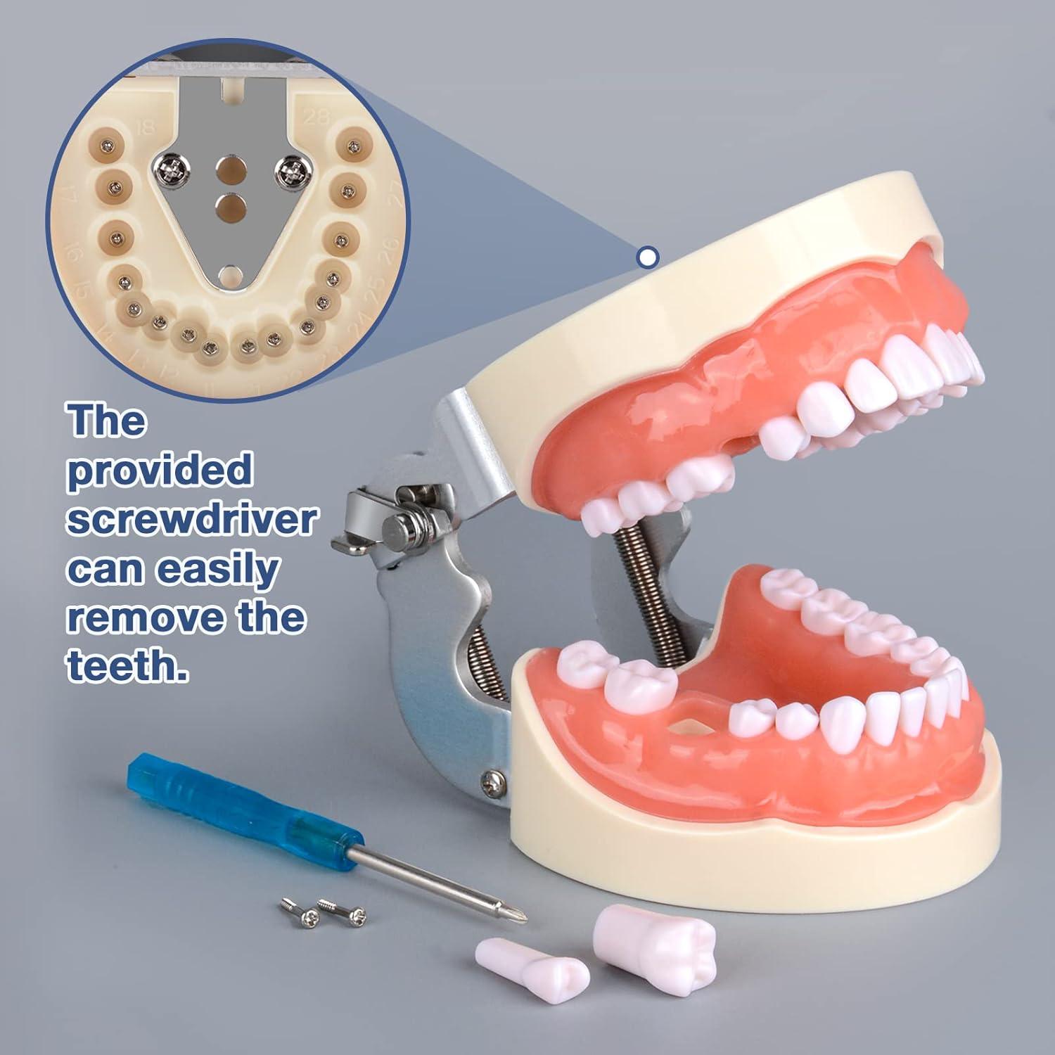 Typodont Dental Ultrassist 32 Dientes Desmontables para Estudiantes