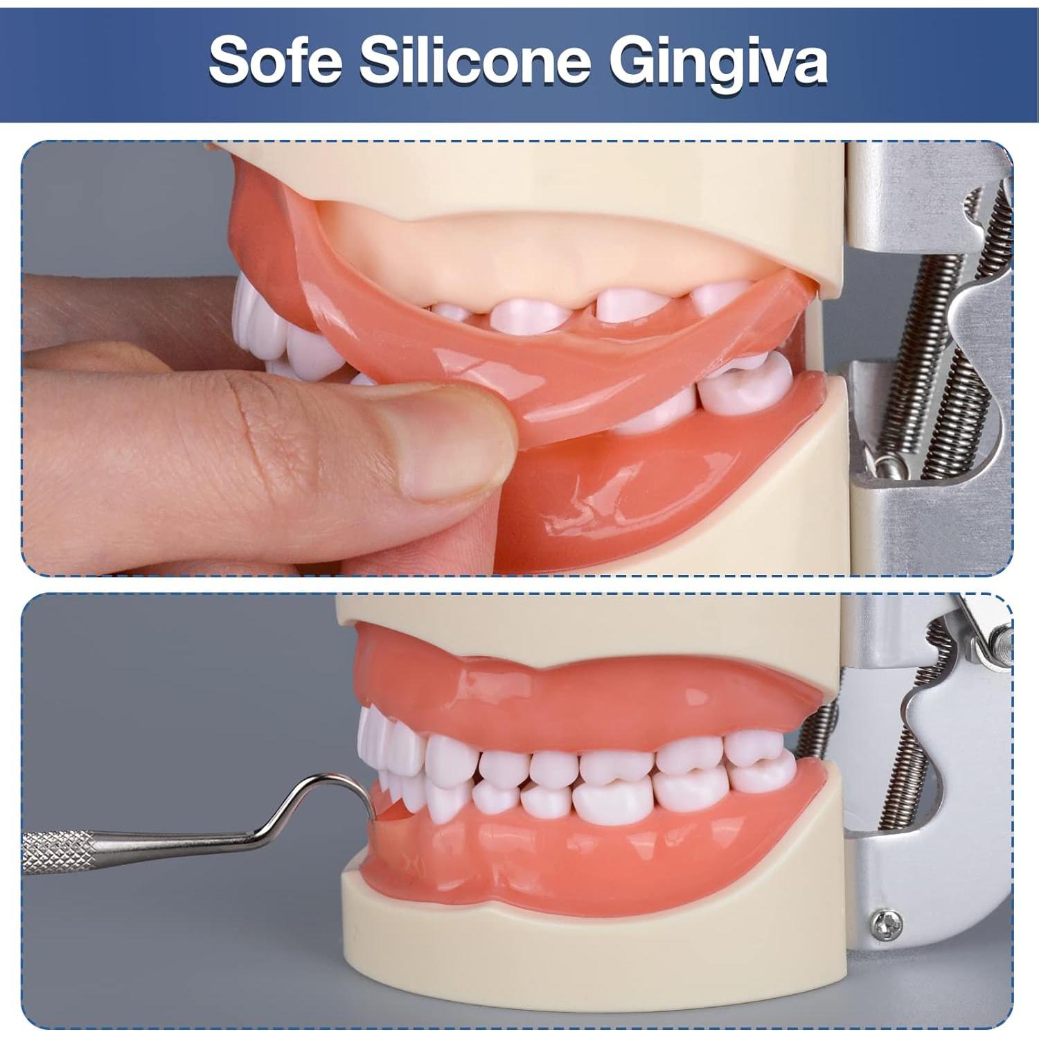 Typodont Dental Ultrassist 32 Dientes Desmontables para Estudiantes