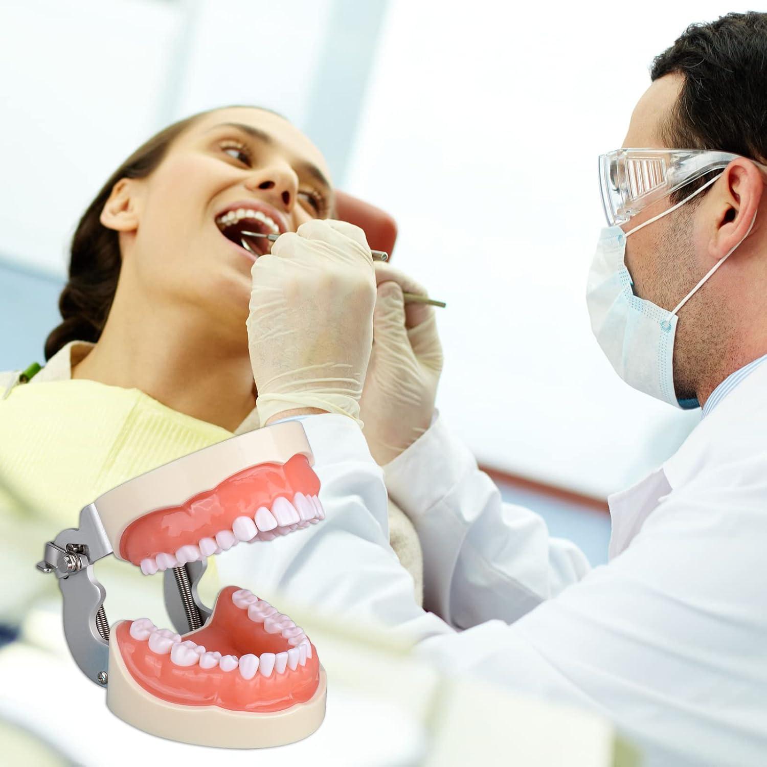 Typodont Dental Ultrassist 32 Dientes Desmontables para Estudiantes