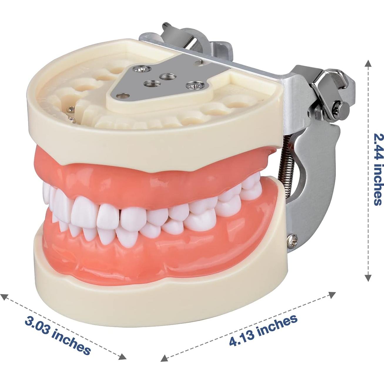 Typodont Dental Ultrassist 32 Dientes Desmontables para Estudiantes