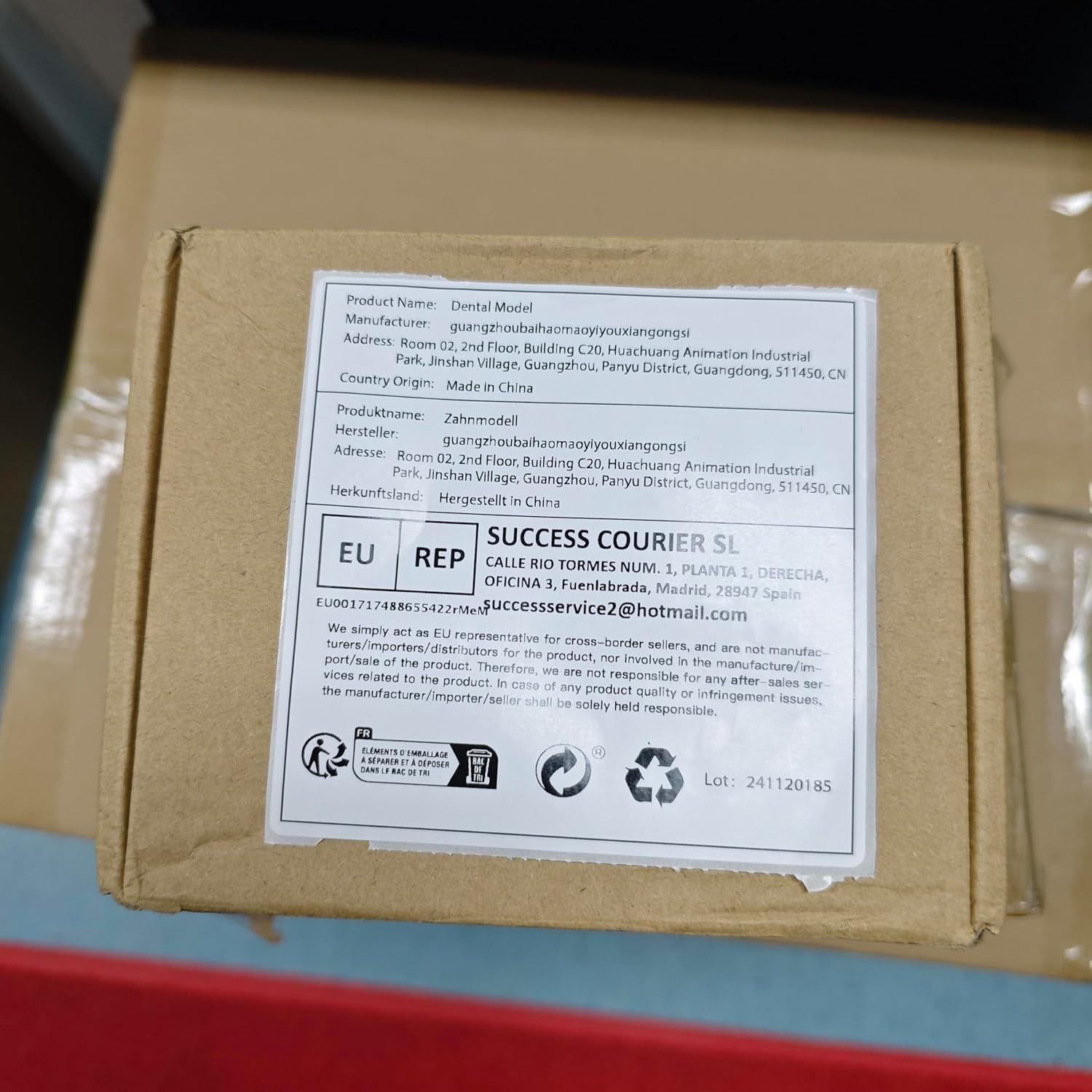 Modelo de Caries Dental Ultrassist 6 Veces Educativo 11x8.5cm