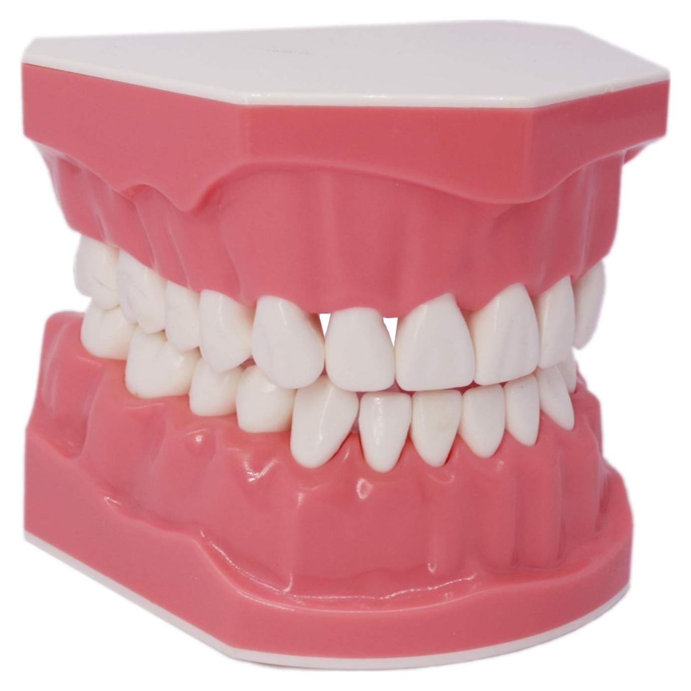 Modelo Dental Typodont Smile1000 para Práctica de Cepillado 1:1