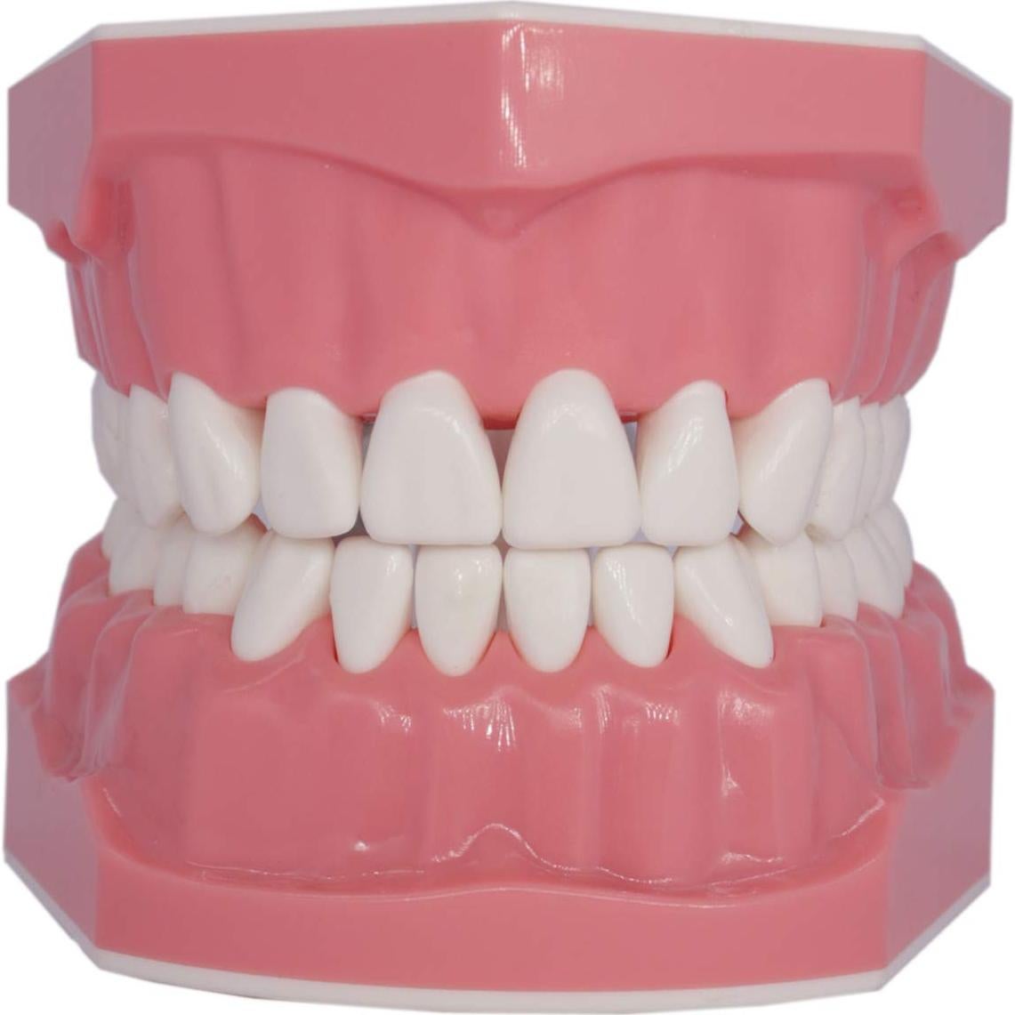 Modelo Dental Typodont Smile1000 para Práctica de Cepillado 1:1