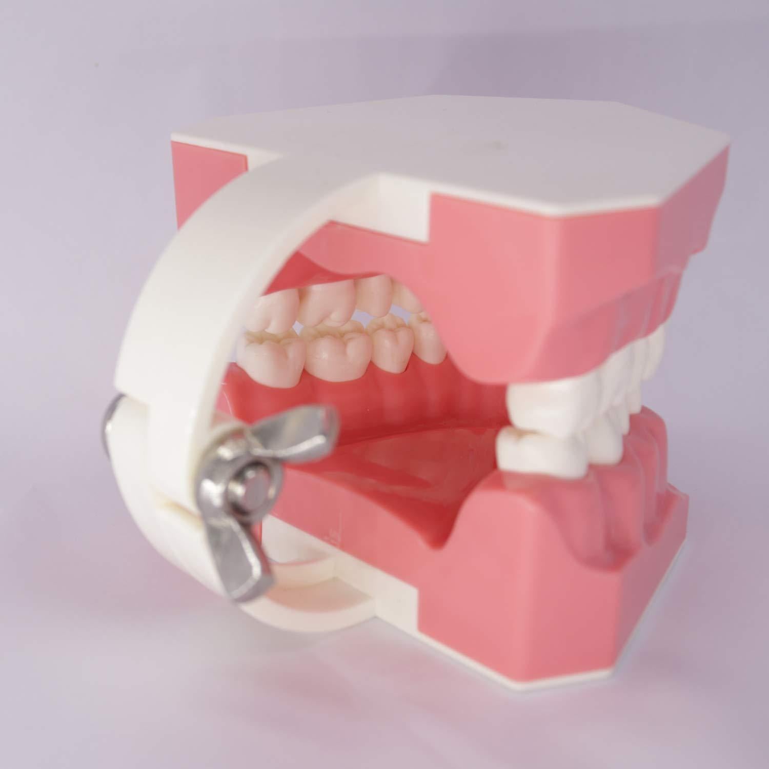 Modelo Dental Typodont Smile1000 para Práctica de Cepillado 1:1