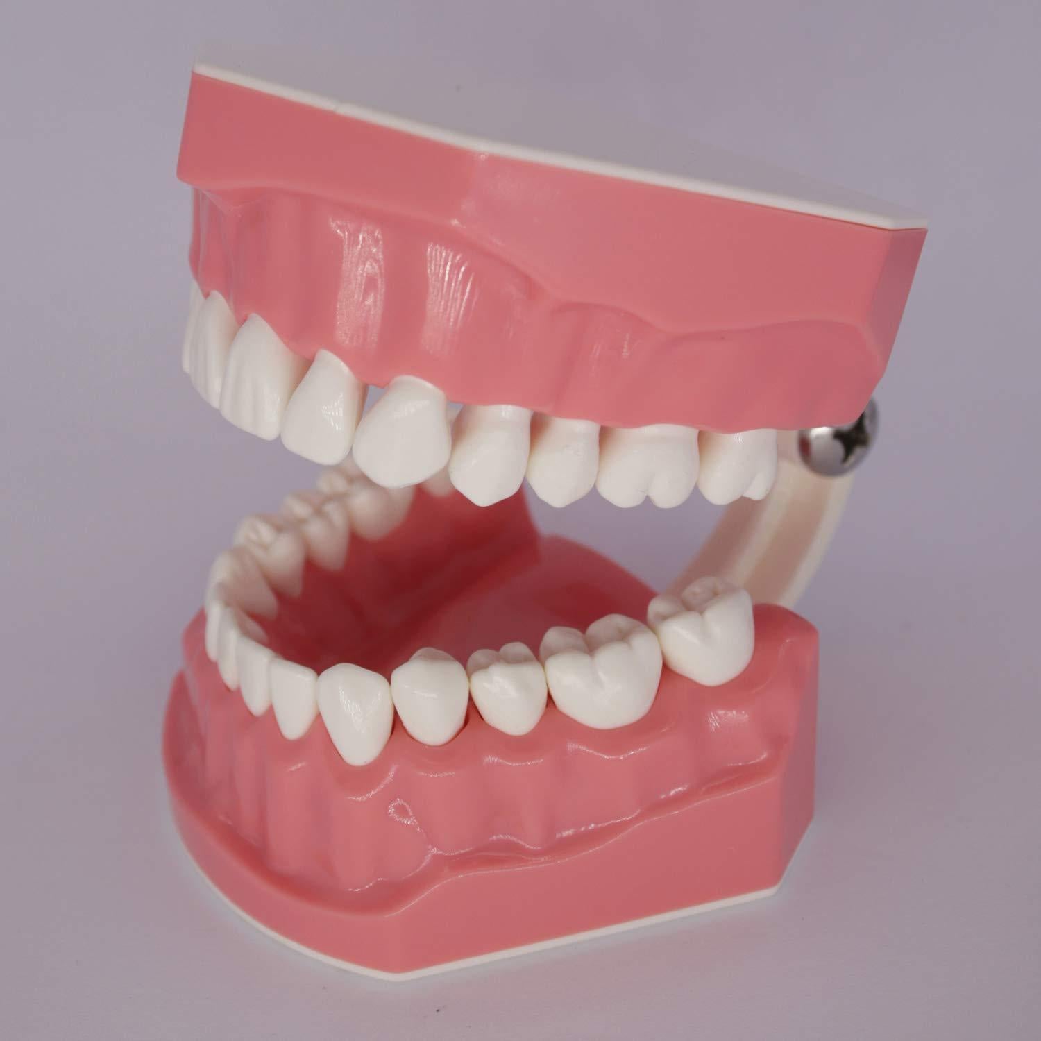 Modelo Dental Typodont Smile1000 para Práctica de Cepillado 1:1