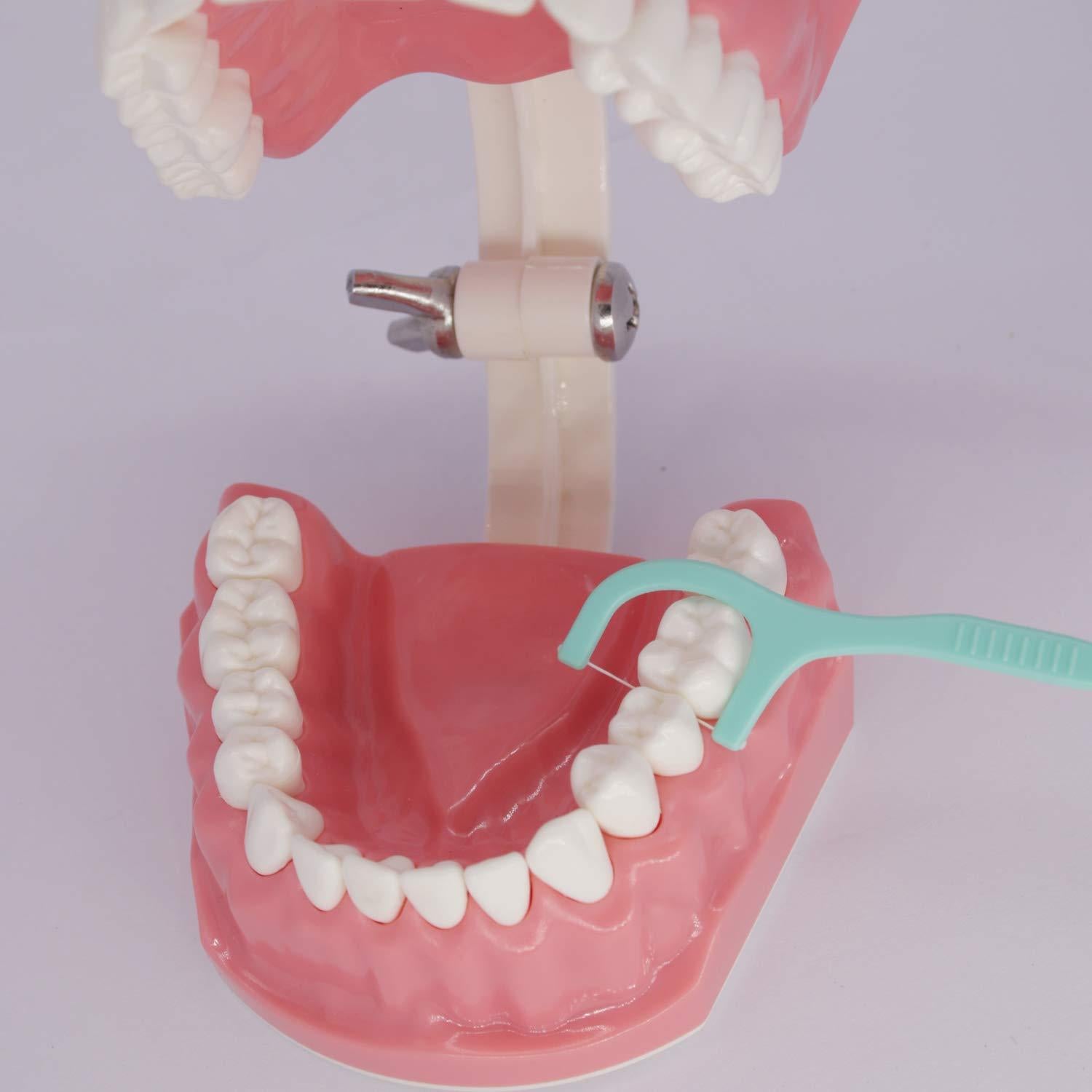 Modelo Dental Typodont Smile1000 para Práctica de Cepillado 1:1