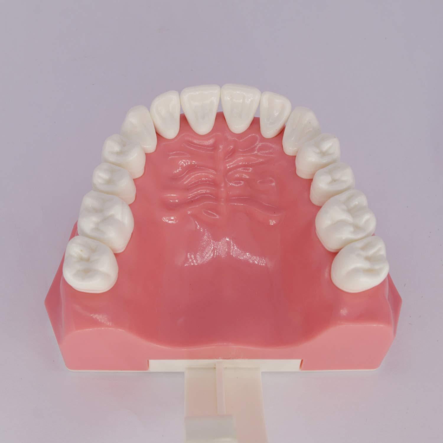 Modelo Dental Typodont Smile1000 para Práctica de Cepillado 1:1