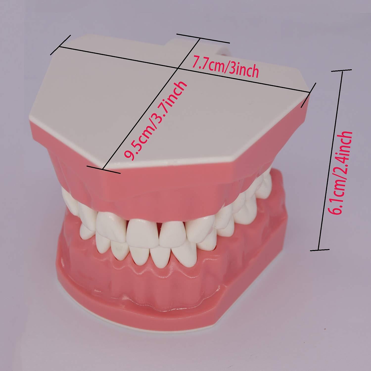 Modelo Dental Typodont Smile1000 para Práctica de Cepillado 1:1