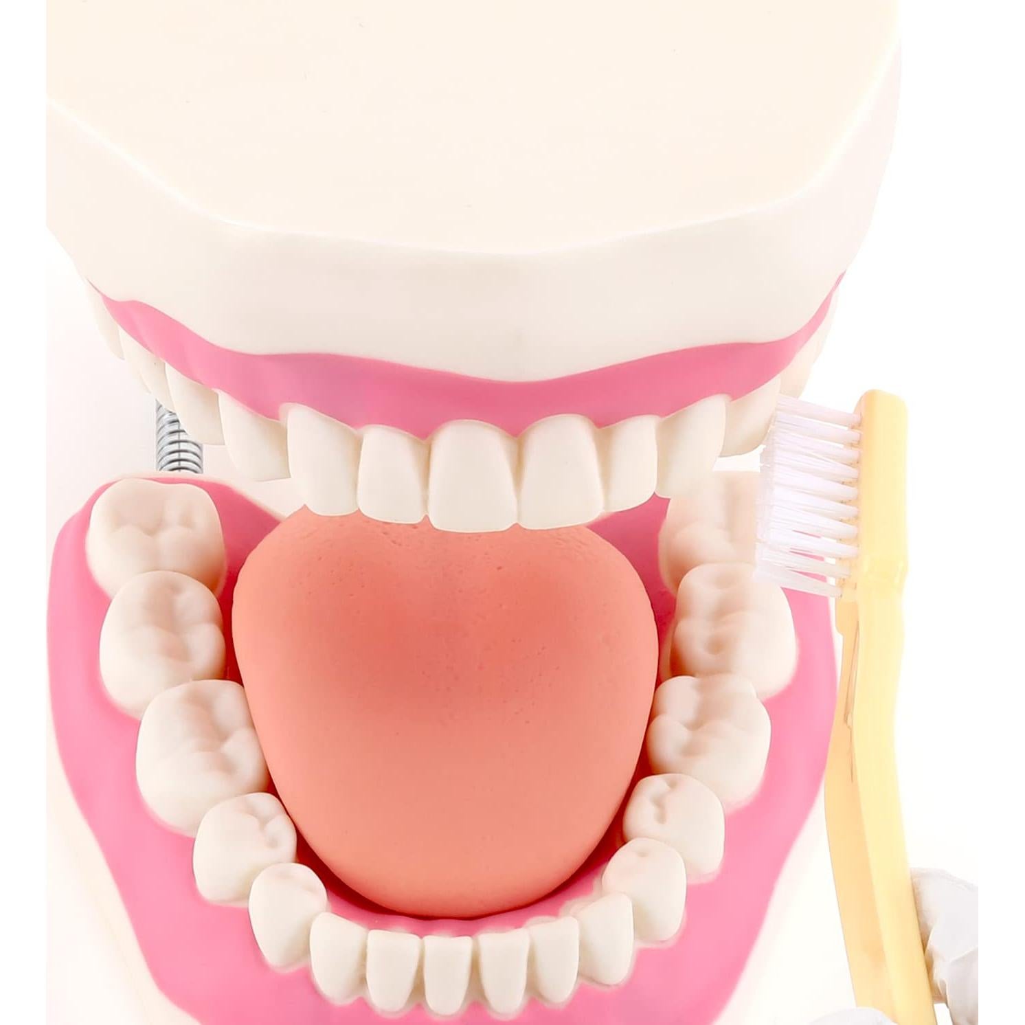 Modelo Dental Gigante LYOU 6x Tamaño Real con Cepillo