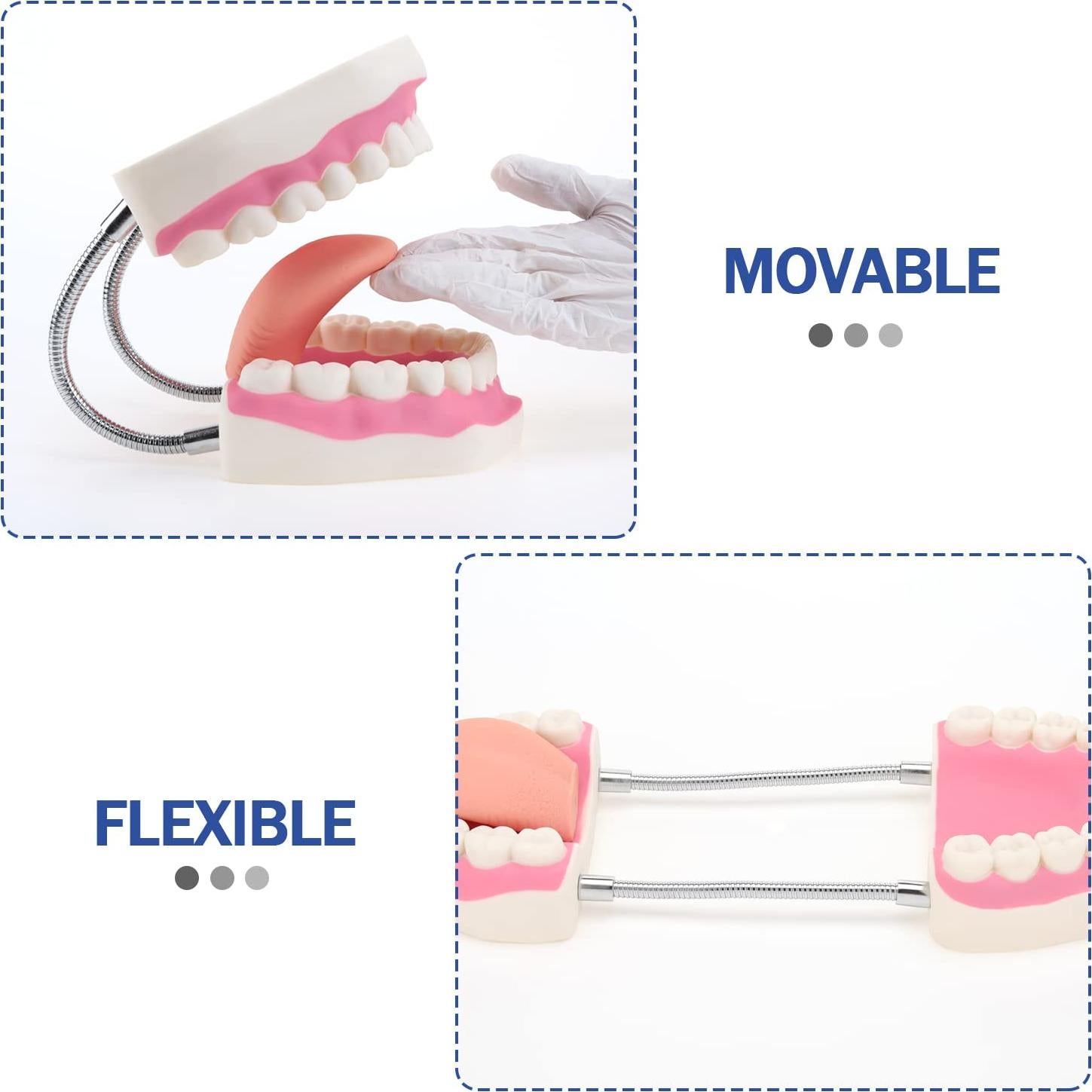 Modelo Dental Gigante LYOU 6x Tamaño Real con Cepillo