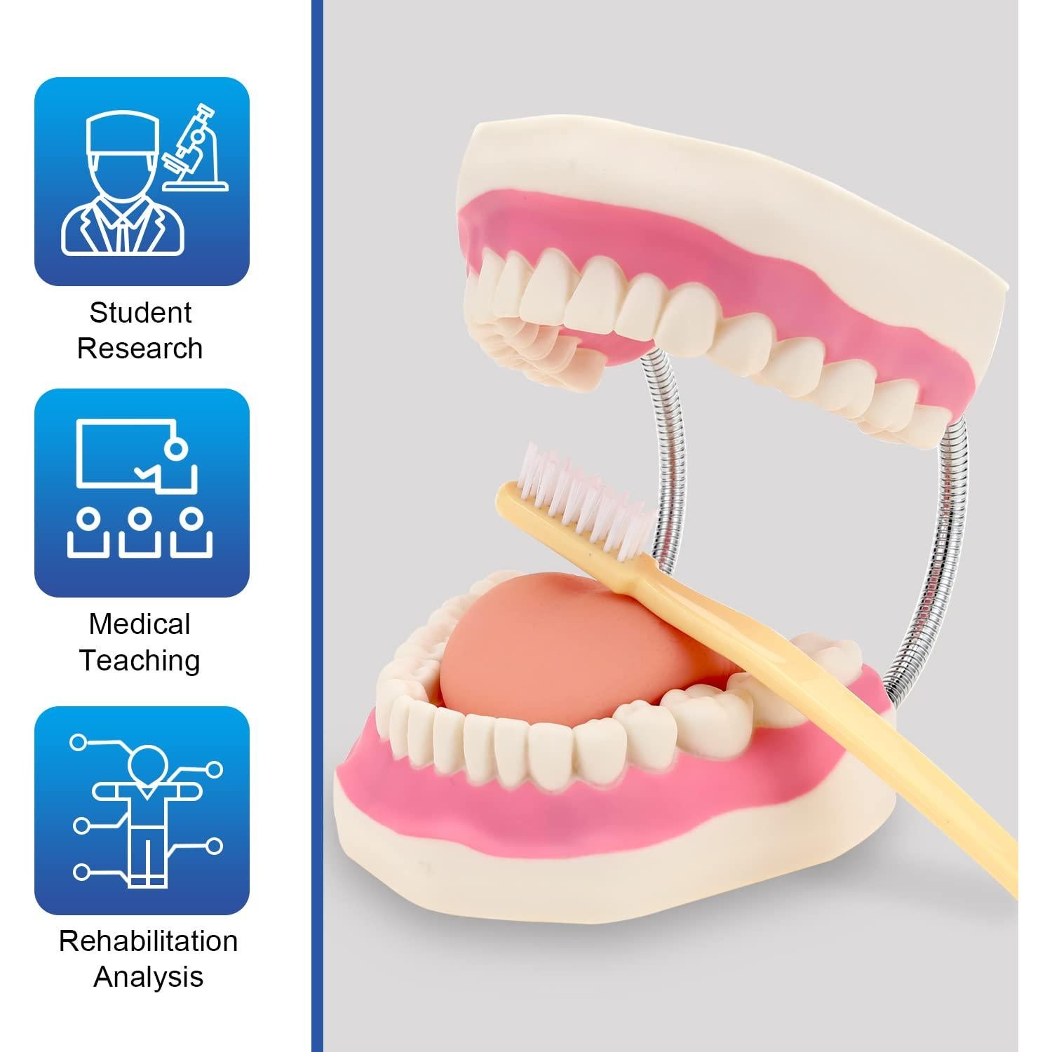 Modelo Dental Gigante LYOU 6x Tamaño Real con Cepillo