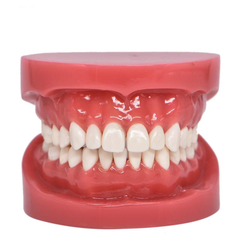 Modelo de Dientes Typodont Angzhili para Enseñanza Dental