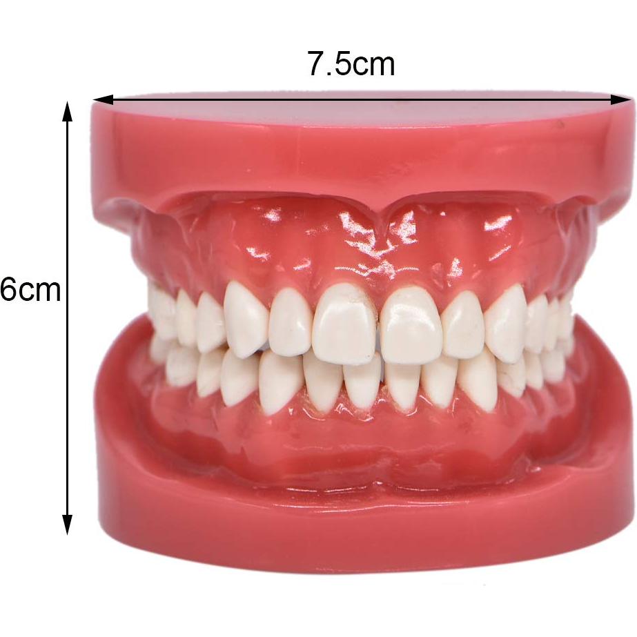 Modelo de Dientes Typodont Angzhili para Enseñanza Dental