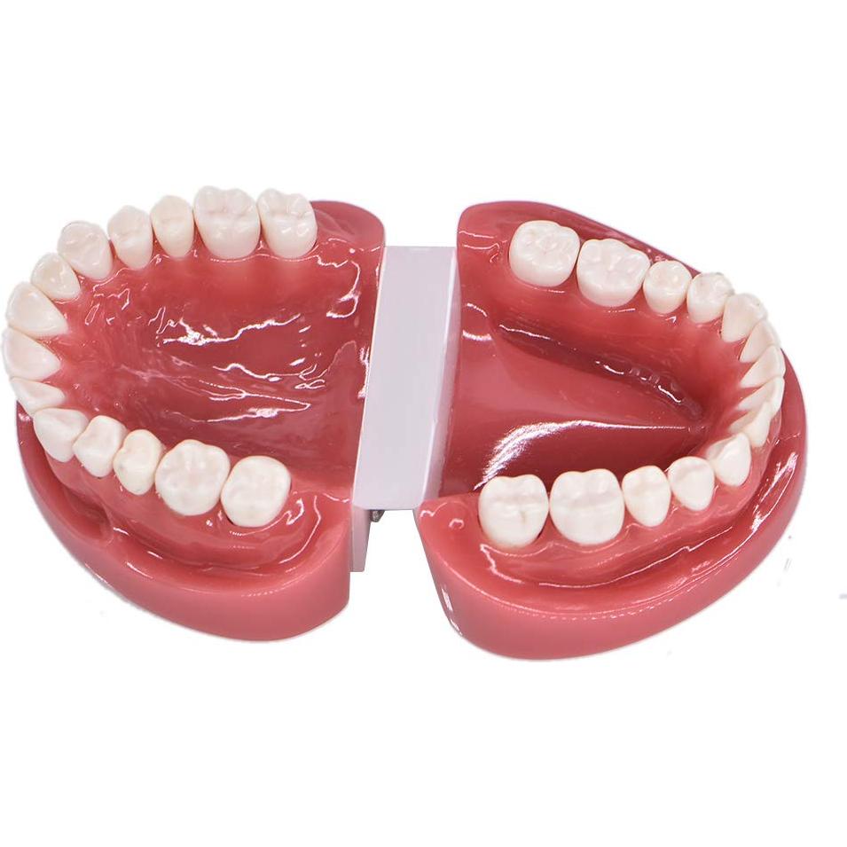 Modelo de Dientes Typodont Angzhili para Enseñanza Dental