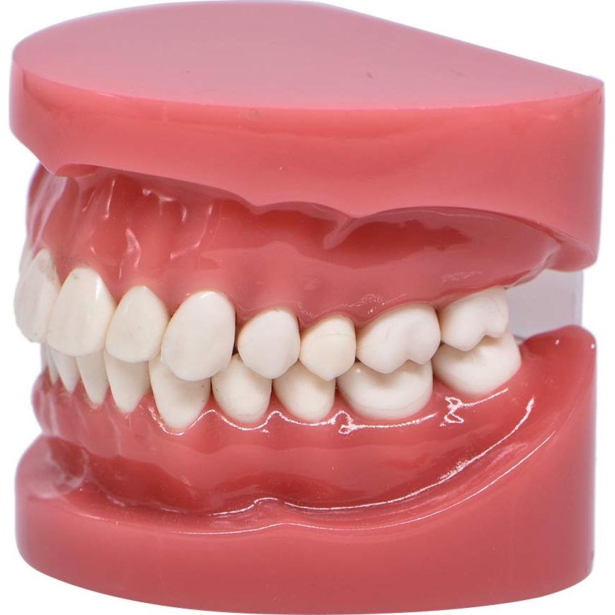 Modelo de Dientes Typodont Angzhili para Enseñanza Dental