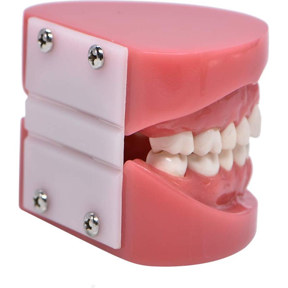 Modelo de Dientes Typodont Angzhili para Enseñanza Dental