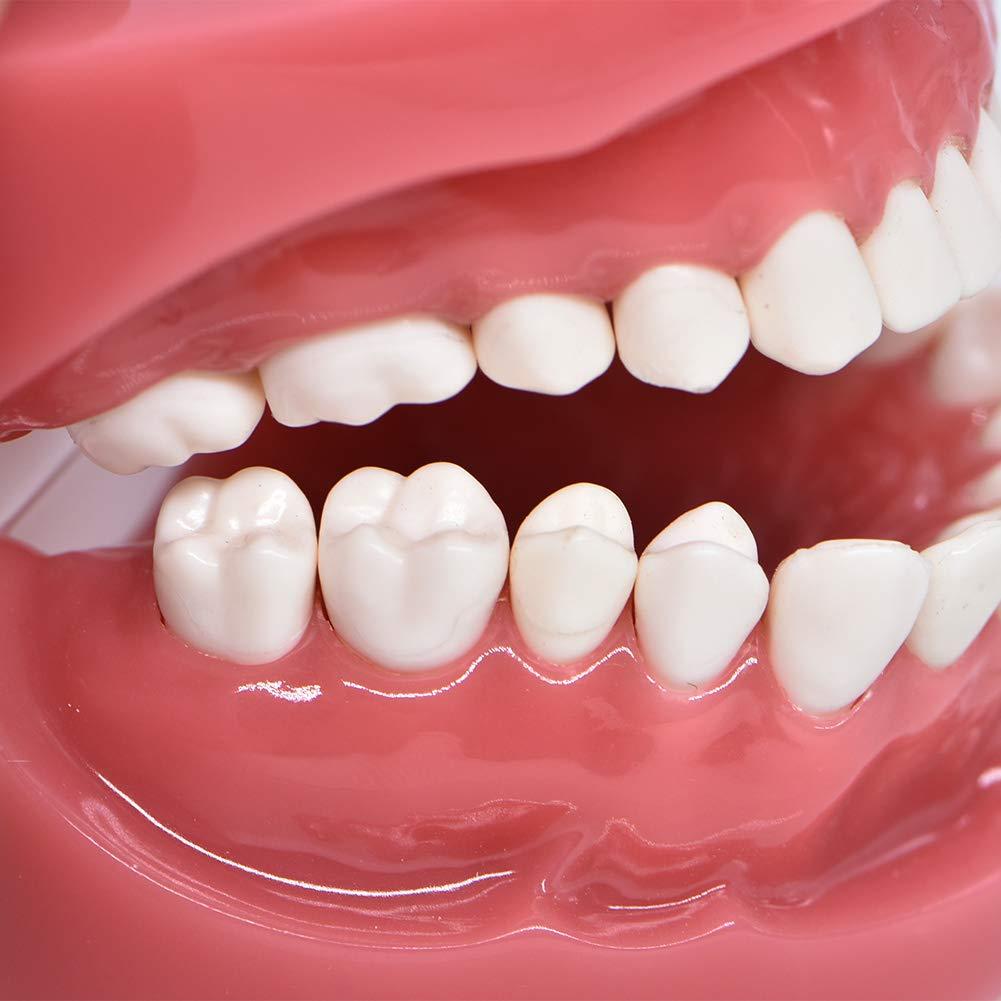 Modelo de Dientes Typodont Angzhili para Enseñanza Dental