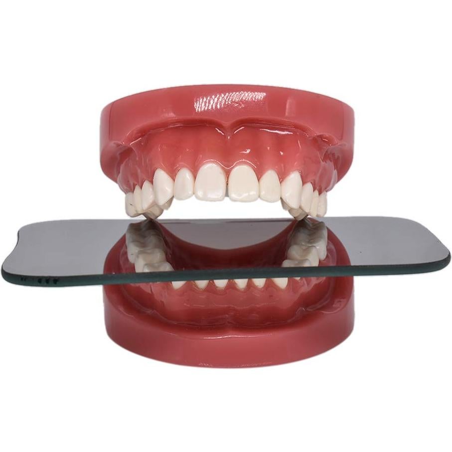 Modelo de Dientes Typodont Angzhili para Enseñanza Dental