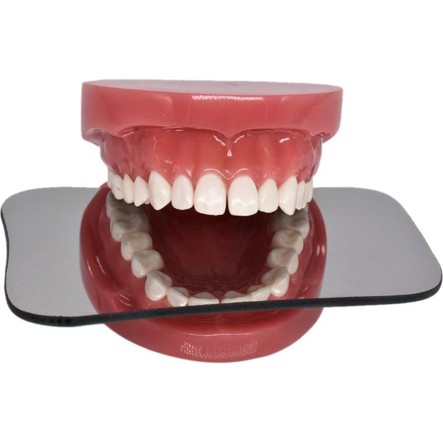 Modelo de Dientes Typodont Angzhili para Enseñanza Dental